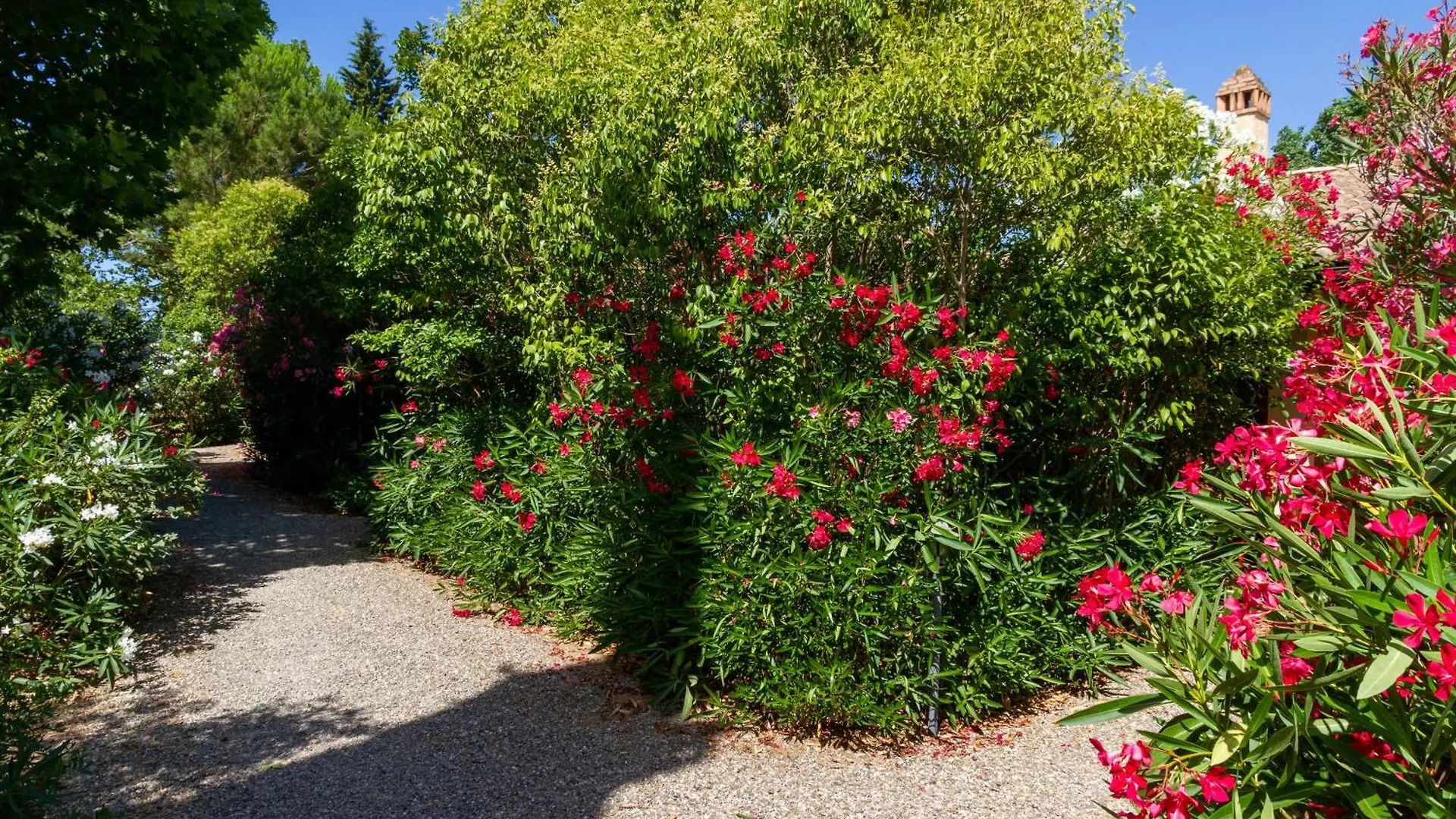 Bilo Camelia Villa Marina di Grosseto Italy